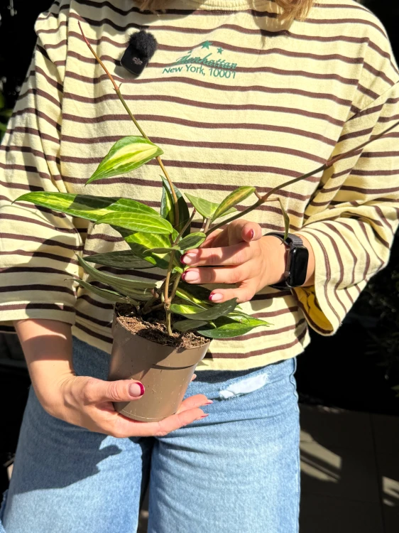 hoya macrophylla 'pot of gold' Hoja  (4).jpeg
