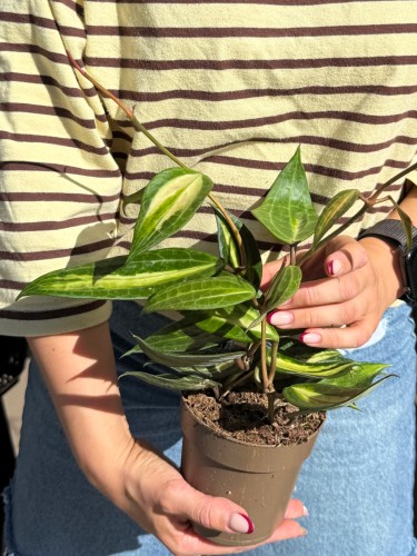 hoya macrophylla 'pot of gold' Hoja  (1).jpeg