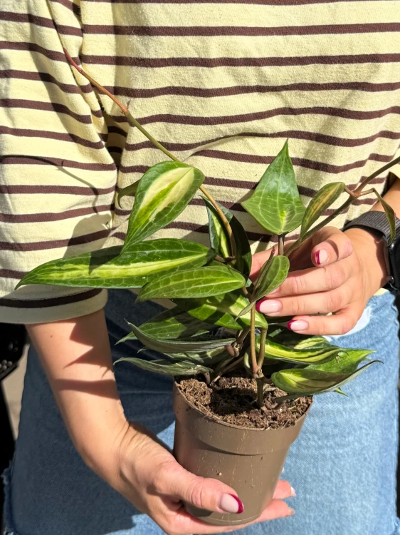 hoya macrophylla 'pot of gold' Hoja  (1).jpeg