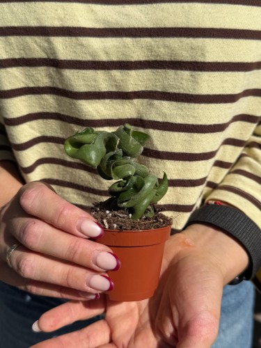 hoya carnosa compacta | hoja