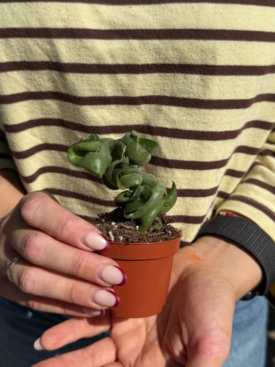 hoya carnosa compacta | hoja