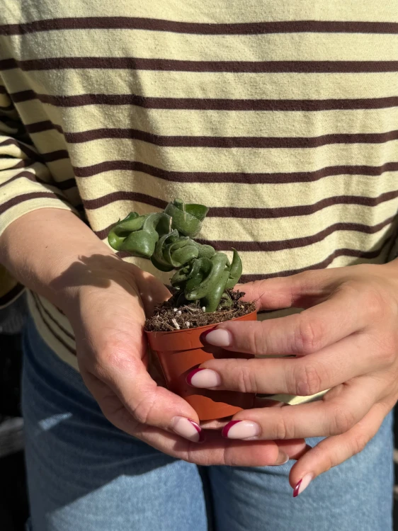 hoya carnosa compacta | hoja
