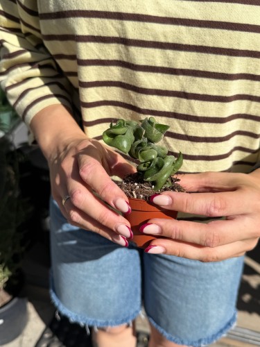 hoya carnosa compacta | hoja