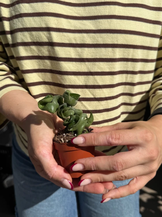 hoya carnosa compacta | hoja