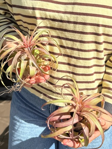 Tillandsia 'Eric Knobloch'  Oplątwa 'Eric Knobloch' (2).jpeg