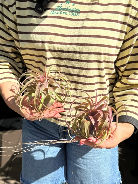 Tillandsia 'Eric Knobloch'  Oplątwa 'Eric Knobloch' (3).jpeg