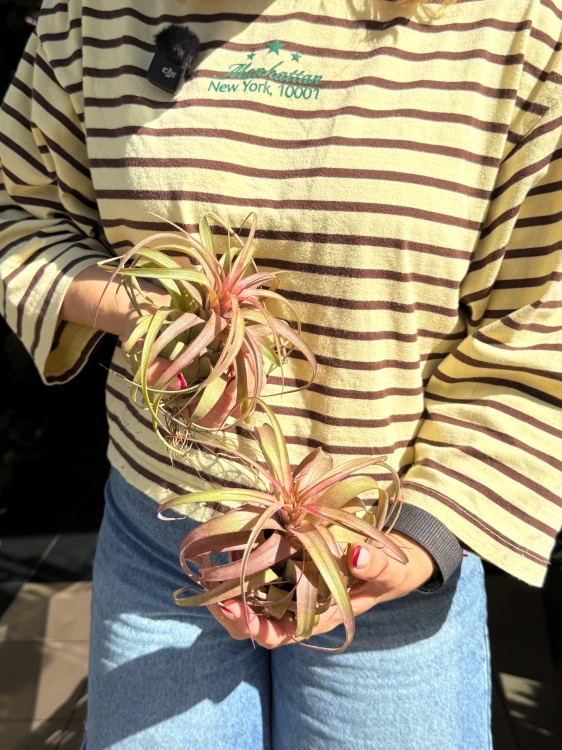 Tillandsia 'Eric Knobloch'  Oplątwa 'Eric Knobloch' (4).jpeg