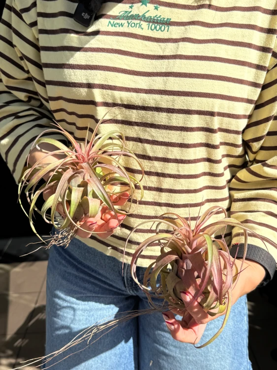 Tillandsia 'Eric Knobloch'  Oplątwa 'Eric Knobloch' (1).jpeg