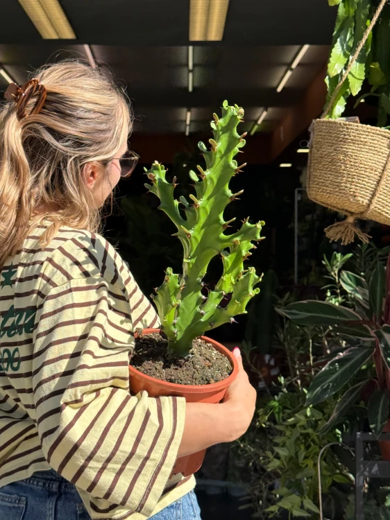 hoya bella albomarginata (2).jpeg