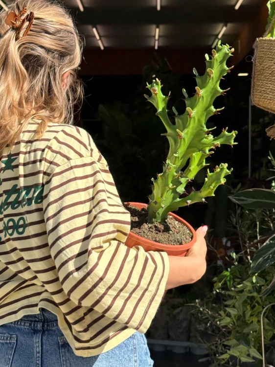 hoya bella albomarginata (4).jpeg