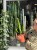 hoya bella albomarginata (5).jpeg