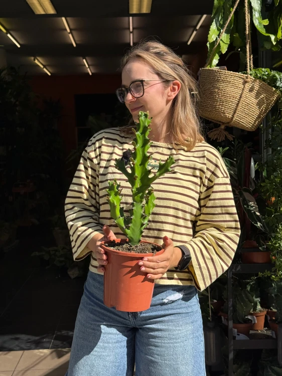 hoya bella albomarginata (1).jpeg