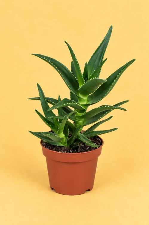 Aloe mitriformis / Aloes mitriformis
