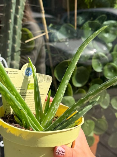 aloes vera (2).jpeg