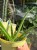 aloes vera (2).jpeg