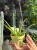 aloes vera (3).jpeg