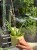 aloes vera (4).jpeg