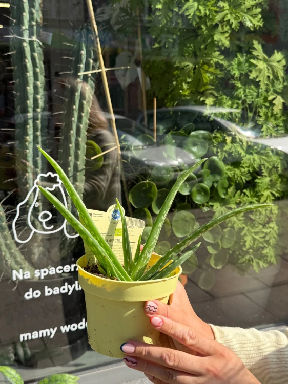 aloes vera (4).jpeg