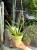 aloes vera (1).jpeg