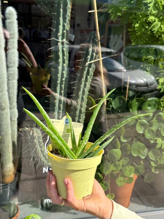 aloes vera (1).jpeg