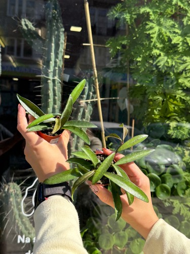 hoya wayetii (2).jpeg