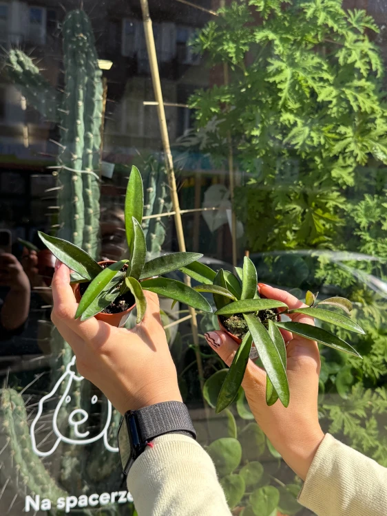 hoya wayetii (1).jpeg