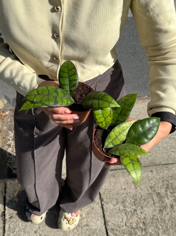 hoya hoja black cat DØ 9cm  (2).jpeg