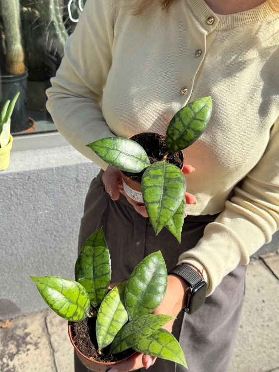 hoya hoja black cat DØ 9cm  (1).jpeg