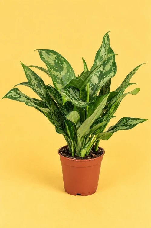 aglaonema 'Maria'