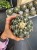 Discocactus placentiformis  Dyskokaktus placentiformis (6).jpeg