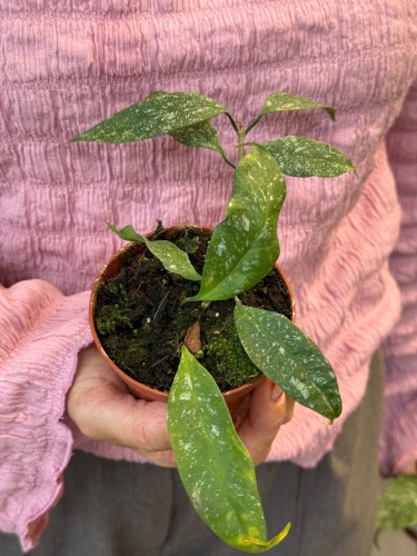 Hoja multiflora Silver Splash  hoya multiflora  hoja kolekcjonerska (3).jpeg