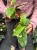 Hoya multiflora 'Variegata'  Hoja multiflora VariegatadØ8cm (2).jpeg