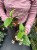 Hoya multiflora 'Variegata'  Hoja multiflora VariegatadØ8cm (3).jpeg