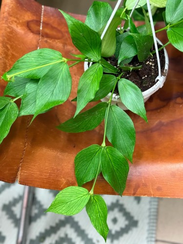 Hoya Polyneura (4).jpeg