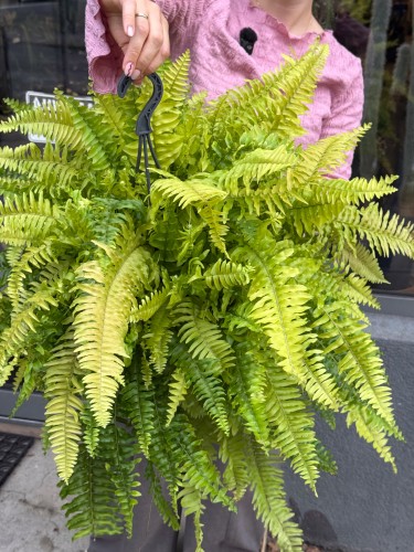 Nephrolepis Tiger Fern Nefrolepis Tiger Fern – paproć tygrysia (2).jpeg