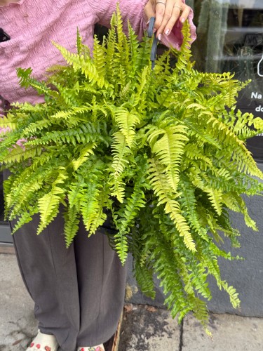 Nephrolepis Tiger Fern Nefrolepis Tiger Fern – paproć tygrysia (3).jpeg