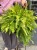 Nephrolepis Tiger Fern Nefrolepis Tiger Fern – paproć tygrysia (3).jpeg