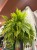 Nephrolepis Tiger Fern Nefrolepis Tiger Fern – paproć tygrysia (4).jpeg