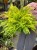 Nephrolepis Tiger Fern Nefrolepis Tiger Fern – paproć tygrysia (5).jpeg