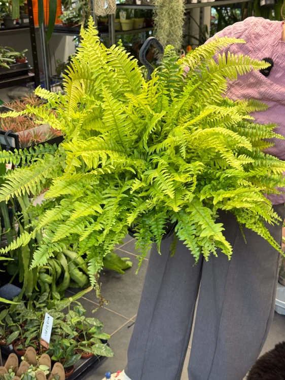 Nephrolepis Tiger Fern Nefrolepis Tiger Fern – paproć tygrysia (5).jpeg