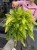 Nephrolepis Tiger Fern Nefrolepis Tiger Fern – paproć tygrysia (6).jpeg