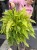 Nephrolepis Tiger Fern Nefrolepis Tiger Fern – paproć tygrysia (7).jpeg