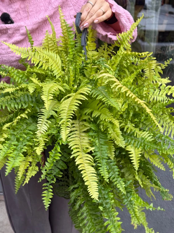 Nephrolepis Tiger Fern Nefrolepis Tiger Fern – paproć tygrysia (1).jpeg
