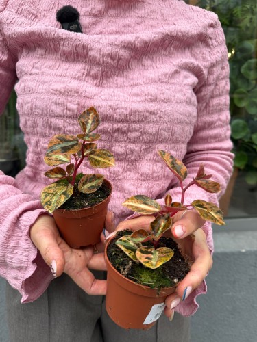 Peperomia 'Crème Brûlée' / Peperomia Cream Brulee