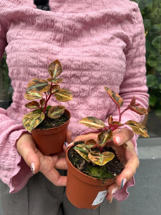 Peperomia 'Crème Brûlée' / Peperomia Cream Brulee