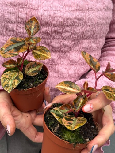 Peperomia 'Crème Brûlée' / Peperomia Cream Brulee