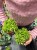 peperomia happy bean fasolka  DØ 12cm (2).jpeg