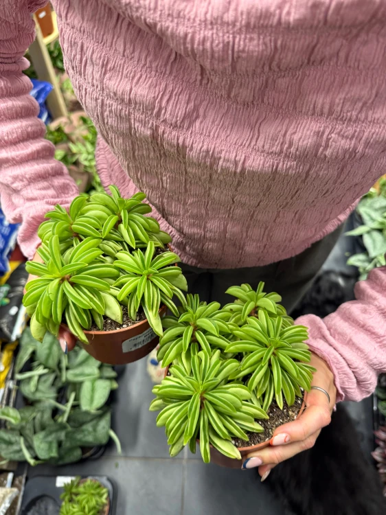 peperomia happy bean fasolka  DØ 12cm (2).jpeg