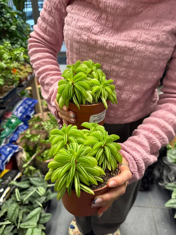 peperomia happy bean fasolka  DØ 12cm (3).jpeg