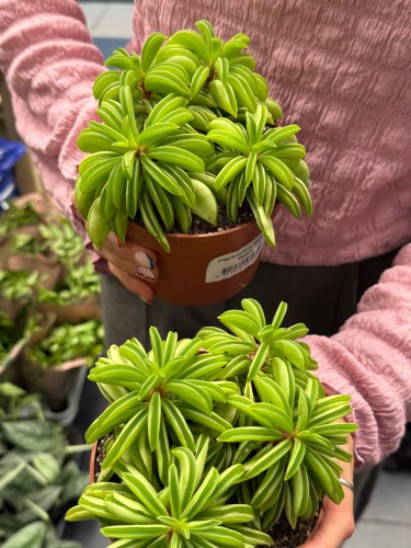 peperomia happy bean fasolka  DØ 12cm (1).jpeg
